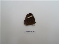 藏品(眼蝶科)的圖片